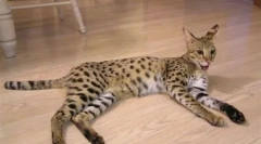 5 Niesamowite rasy zwierząt pochodzących przez człowieka